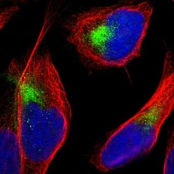 TANC2 Antibody, Novus Biologicals:Antibodies:Primary Antibodies